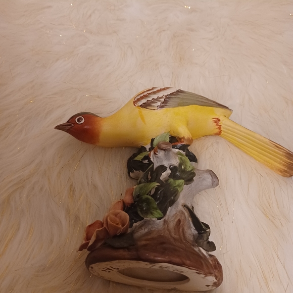 Oriolus  larvatus bird - Picture 1 of 4